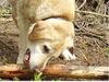 Labrador Retriever Foto: Benny am See 2004 (12 Jahre alt) (ID 40969) Labrador Retriever Hund