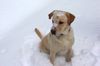 Labrador Retriever Hund