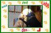 Labrador Retriever Foto: Liebe (ID 17387) Labrador Retriever Hund