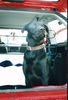 Labrador Retriever Hund