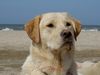 Labrador Retriever Hund