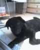 Labrador Retriever Foto: Hallo ich bin die Phoebe ich bin noch jung und erst 3 1/2 Monate alt (ID 35189) Labrador Retriever Hund