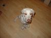 Labrador Retriever Hund