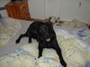 Labrador Retriever Hund