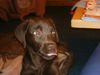 Labrador Retriever Foto: Ätsch... (ID 7175) Labrador Retriever Hund