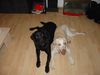Labrador Retriever Hund