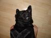 Labrador Retriever Hund