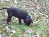 Labrador Retriever Foto: Yoshi mit 3 Monaten (ID 7166) Labrador Retriever Hund