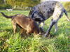 Labrador Retriever Foto: Penny 6 Monate und Nessie (Dogge) am arbeiten (ID 35365) Labrador Retriever Hund