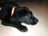 Labrador Retriever Hund