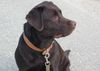 Labrador Retriever Foto: Badetag (ID 32785) Labrador Retriever Hund
