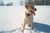 Labrador Retriever Foto: Sammy mit 9 Wochen (ID 12497) Labrador Retriever Hund