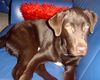 Labrador Retriever Hund