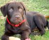 Labrador Retriever Hund