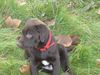 Labrador Retriever Hund