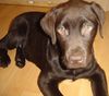 Labrador Retriever Hund