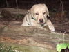 Labrador Retriever Foto: ich bin kosmo (ID 35358) Labrador Retriever Hund