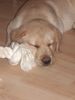 Labrador Retriever Foto: ich bin müde (ID 35359) Labrador Retriever Hund