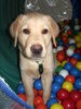 Labrador Retriever Foto: kosmo (ID 36749) Labrador Retriever Hund