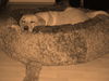 Labrador Retriever Foto: kosmo (ID 36750) Labrador Retriever Hund