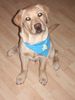 Labrador Retriever Foto: kosmo (ID 36751) Labrador Retriever Hund