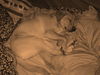 Labrador Retriever Foto: dein bett ist so gemütlich.. (ID 37912) Labrador Retriever Hund