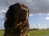 Labrador Retriever Foto: Lonesome Labbimix (ID 26406) Labrador Retriever Hund