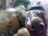Labrador Retriever Foto: Grins !!!! (ID 27824) Labrador Retriever Hund