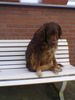 Labrador Retriever Foto: Mist - Kein Sitzkissen !! (ID 30858) Labrador Retriever Hund