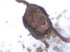 Labrador Retriever Foto: Let it Snow (ID 27957) Labrador Retriever Hund