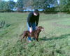 Labrador Retriever Foto: Luni (ID 26015) Labrador Retriever Hund