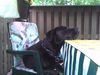 Labrador Retriever Foto: ich verpasse das essen nicht !!!! (ID 41210) Labrador Retriever Hund