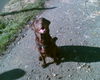 Labrador Retriever Foto: Unsere Luni (ID 26005) Labrador Retriever Hund