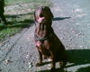 Labrador Retriever Foto: Unsere Luni (ID 26004) Labrador Retriever Hund