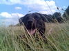Labrador Retriever Foto: such mich (ID 41203) Labrador Retriever Hund