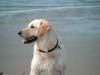 Labrador Retriever Foto: Kessy 5 J. (ID 7378) Labrador Retriever Hund