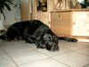 Labrador Retriever Foto: Rusty (ID 6689) Labrador Retriever Hund