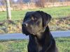 Labrador Retriever Hund