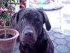 Labrador Retriever Foto (ID 6126) Labrador Retriever Hund