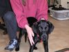 Labrador Retriever Hund