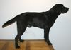 Labrador Retriever Hund