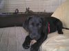 Labrador Retriever Hund