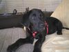 Labrador Retriever Hund
