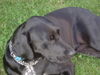 Labrador Retriever Foto: Kimi is watching (ID 29215) Labrador Retriever Hund