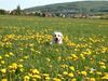 Labrador Retriever Foto: ein tag im mai und in der wiese ;-) (ID 3562) Labrador Retriever Hund