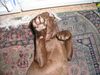 Labrador Retriever Hund