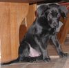 Labrador Retriever Foto: Blacky - 12 Wochen alt und heute aus dem Tierheim (ID 5277) Labrador Retriever Hund