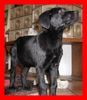 Labrador Retriever Foto (ID 5279) Labrador Retriever Hund