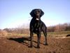 Labrador Retriever Hund