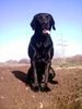 Labrador Retriever Hund